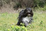 PETIT CHIEN LION 261